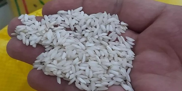 تصویر 1 از خرید برنج چمپای خوزستان + قیمت فروش استثنایی